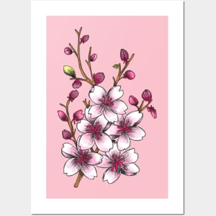 Cherry Blossom Flowers in Spring Posters and Art